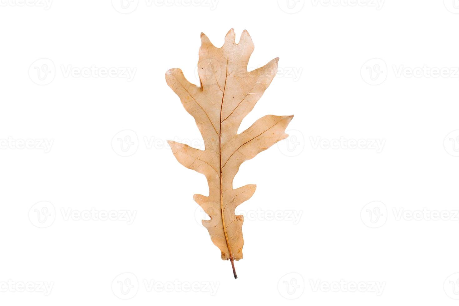 3797 Dried leaf isolated on a transparent background photo