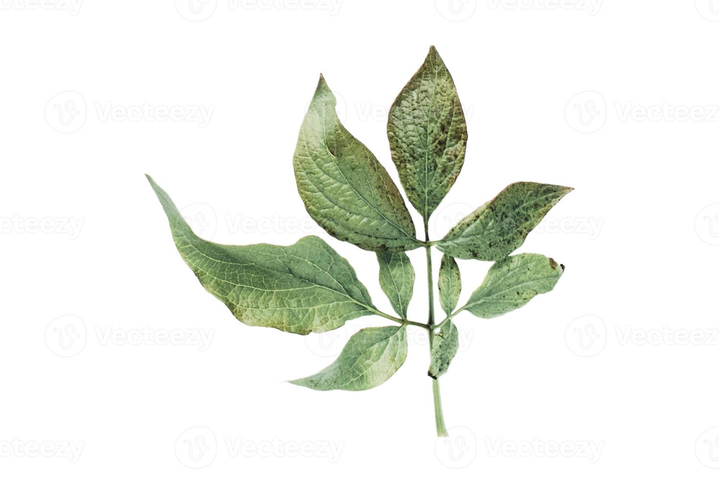 3819 Green leaves isolated on a transparent background photo