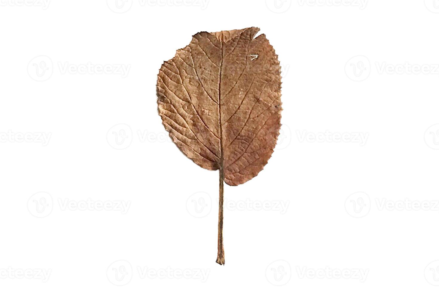 3824 Dried leaves isolated on a transparent background photo