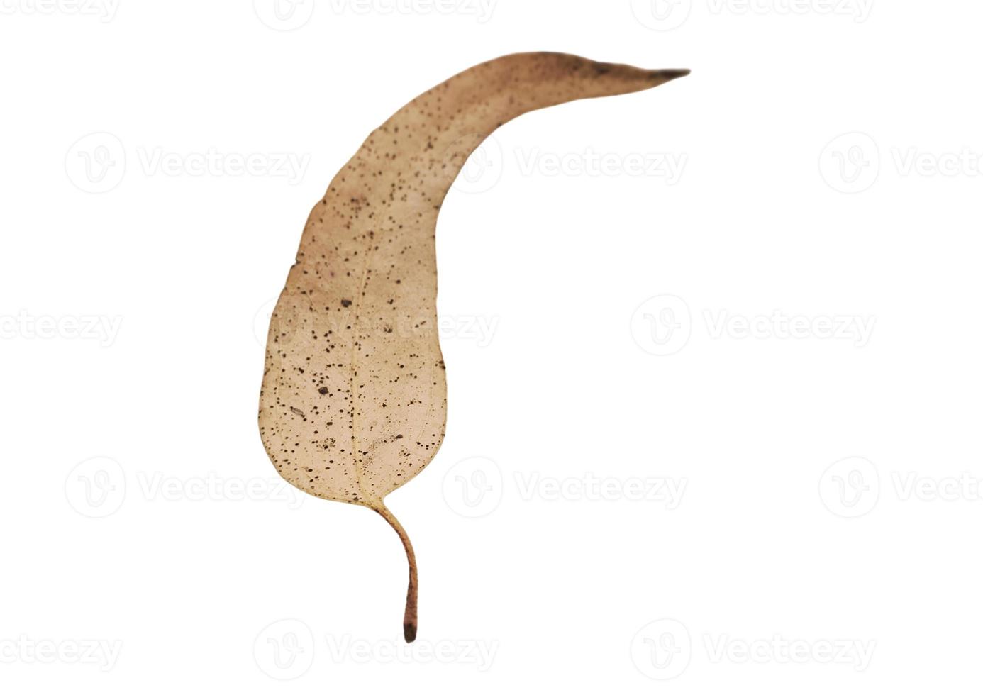 2615 Dried leaf isolated on a transparent background photo