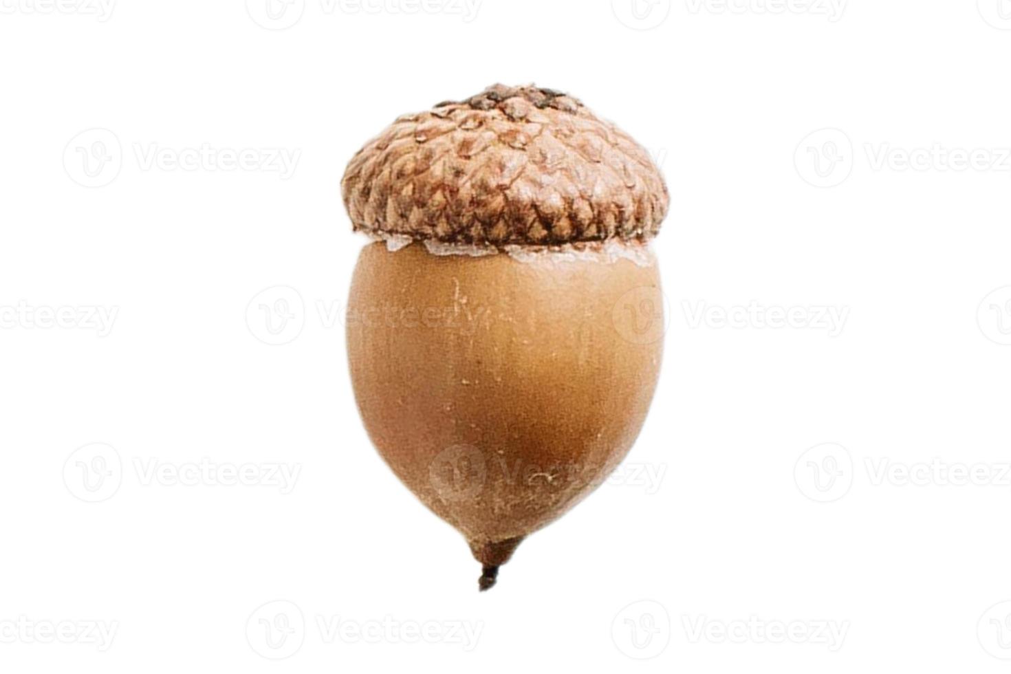 3791 Acorn fruit isolated on a transparent background photo