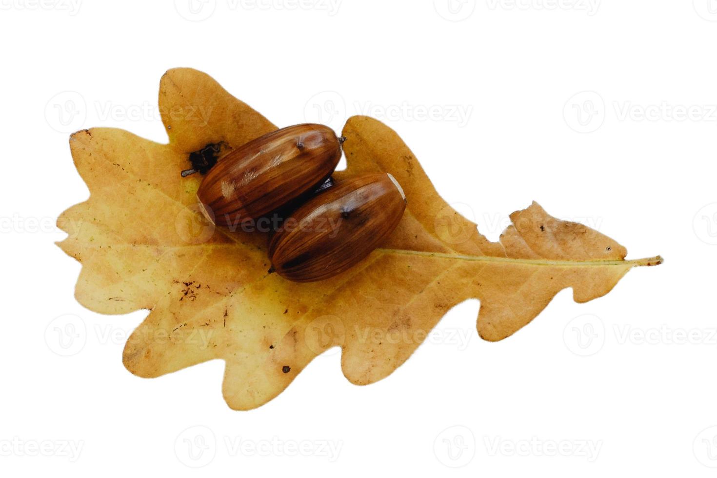 3966 Brown nuts and leaf isolated on a transparent background photo