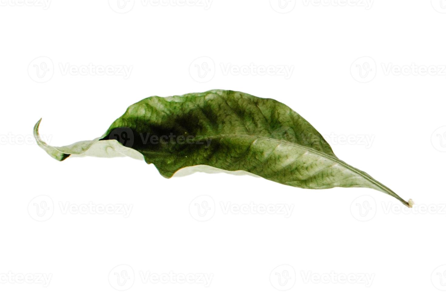 4121 Green dried leaf isolated on a transparent background photo