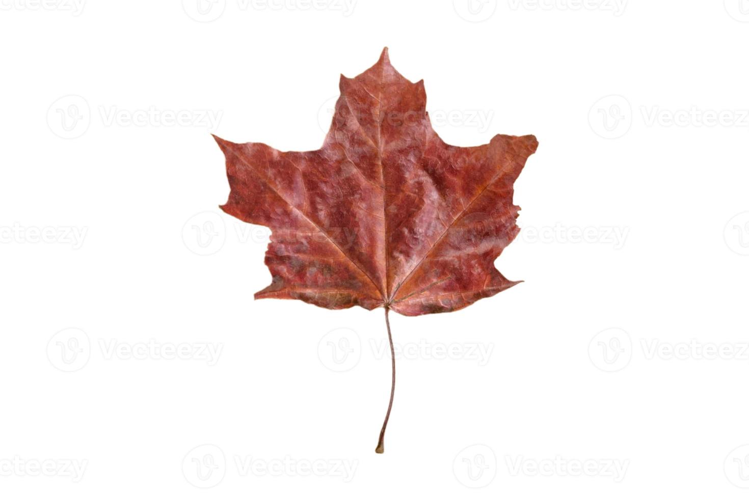 4116 Brown dried leaf isolated on a transparent background photo