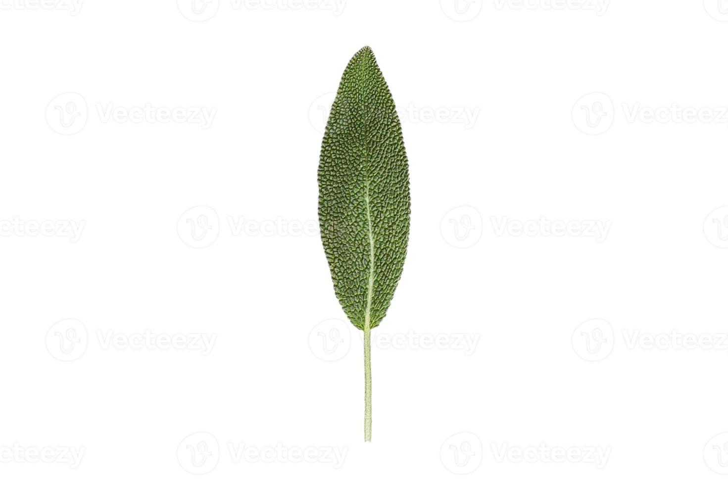 3231 Sage leaf isolated on a transparent background photo