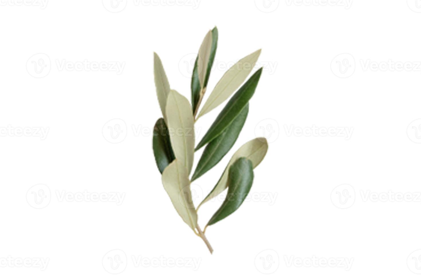 4745 Green leaves isolated on a transparent background photo
