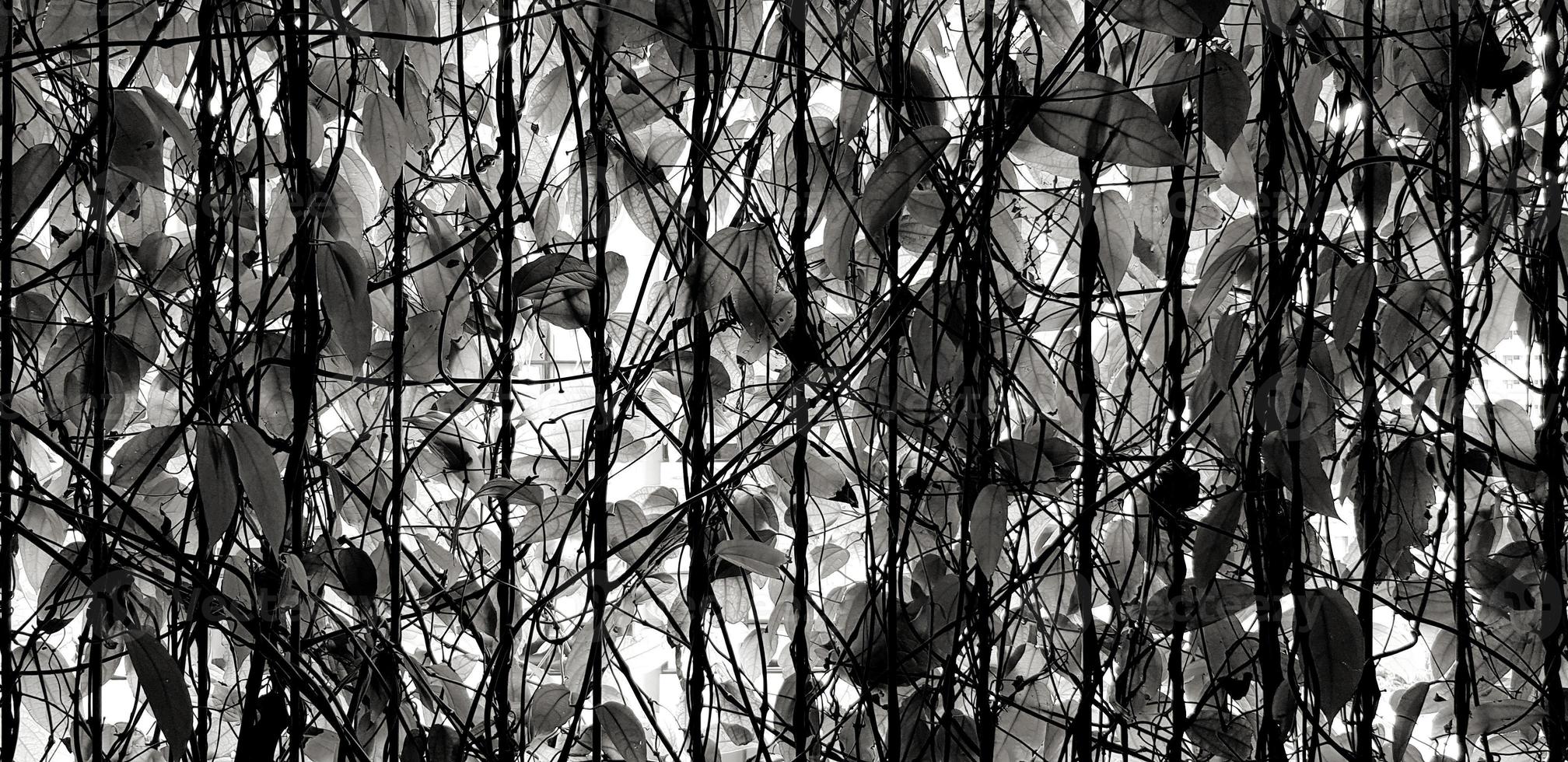 Black, gray or grey leave and tree growth on stainless steel fence with sunlight for background in black and White style. Beauty of Nature, Wallpaper and Art in monochrome tone. photo