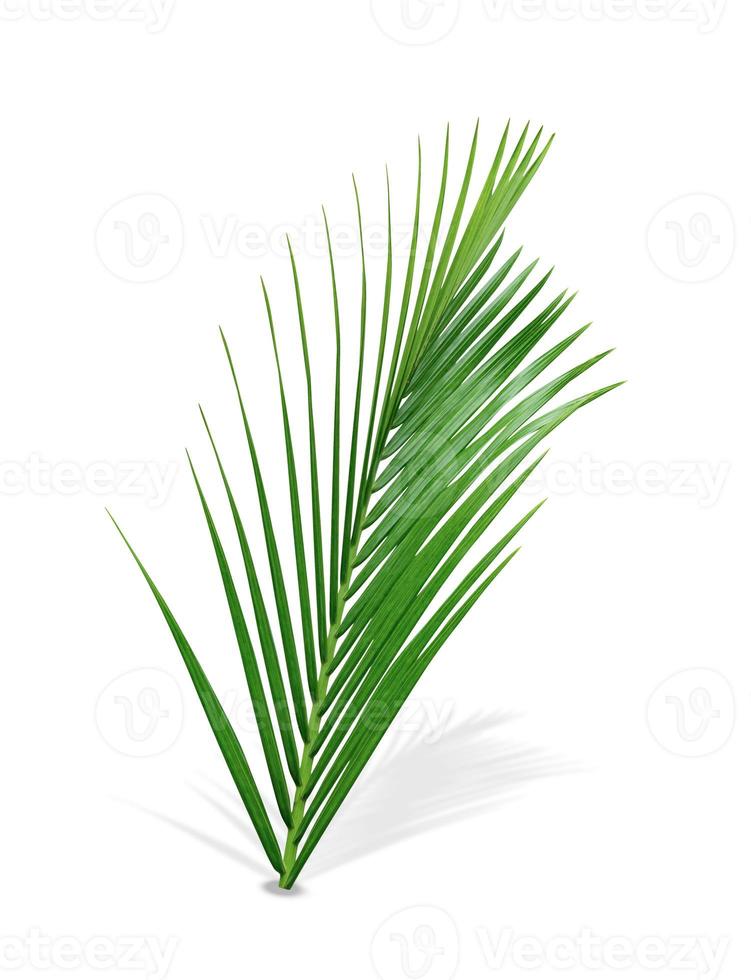 Green leaves pattern,leaf palm tree isolated on white background,include clipping path photo