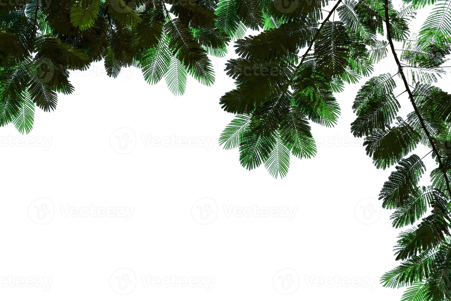 Green leaves pattern,leaf The flame tree isolated on white background, Flam-boyant,Royal Poinciana photo