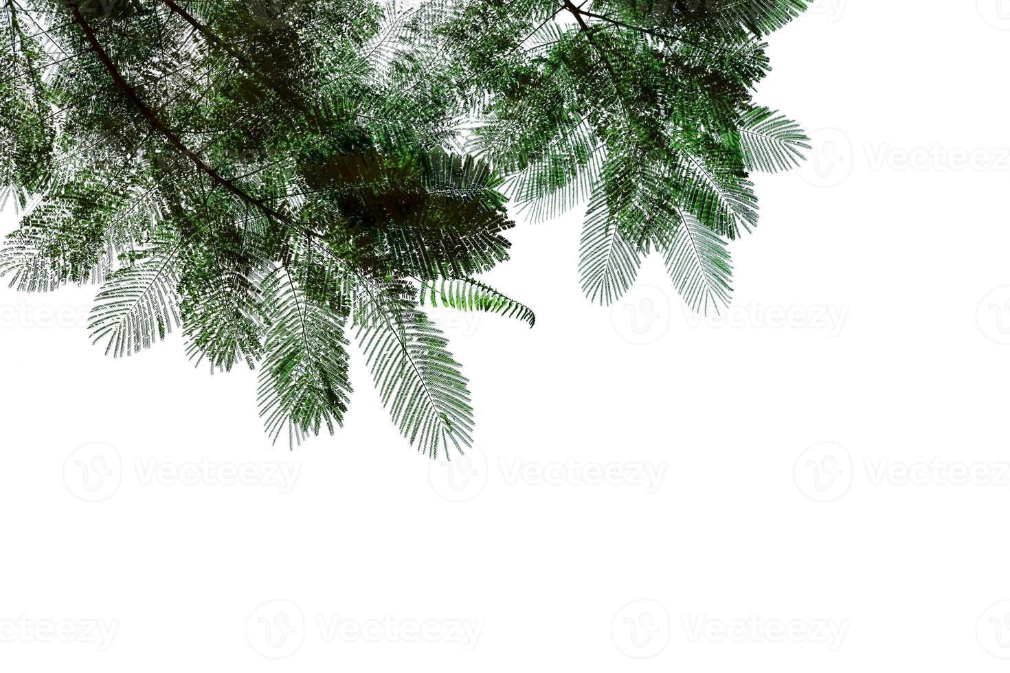 Green leaves pattern,leaf The flame tree isolated on white background, Flam-boyant,Royal Poinciana photo