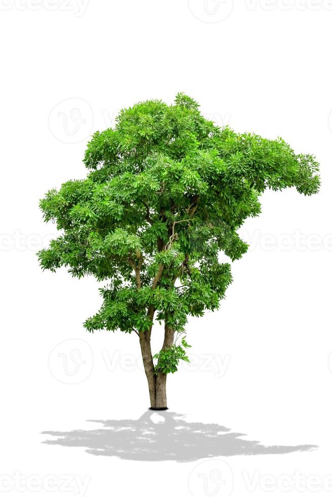 árbol verde aislado sobre fondo blanco foto