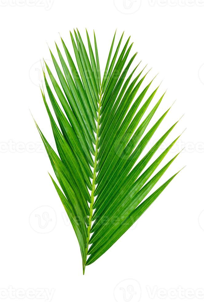Green leaves pattern,leaf palm tree isolated on white background photo