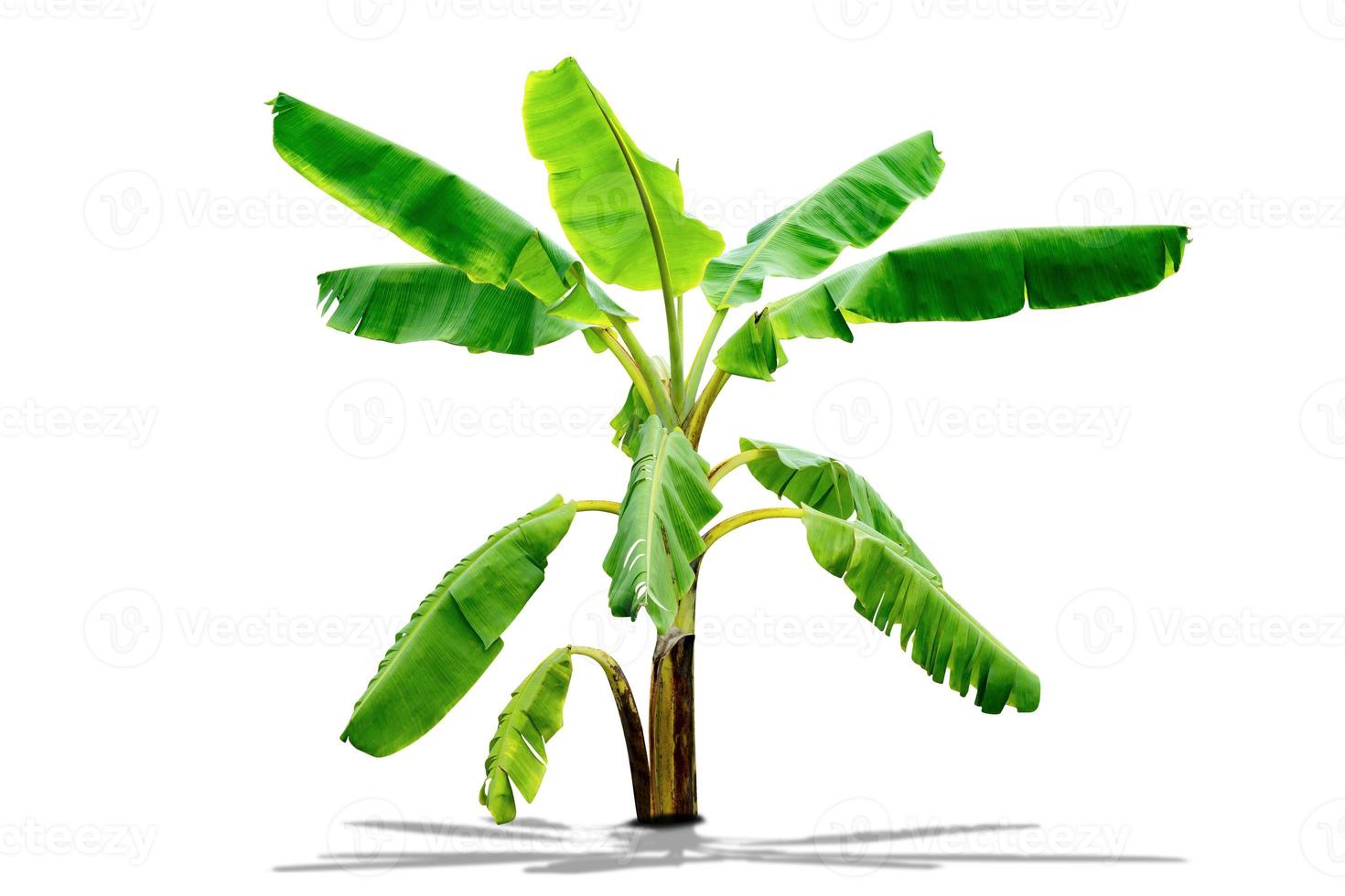 banana tree,green leaves pattern isolated on white background,include clipping path photo