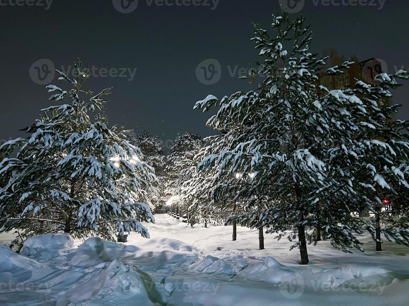 Winter snow-covered Christmas scene with a pine tree. Spruce large branches covered with frost. Calm blurred background of winter time with flakes of snow. photo