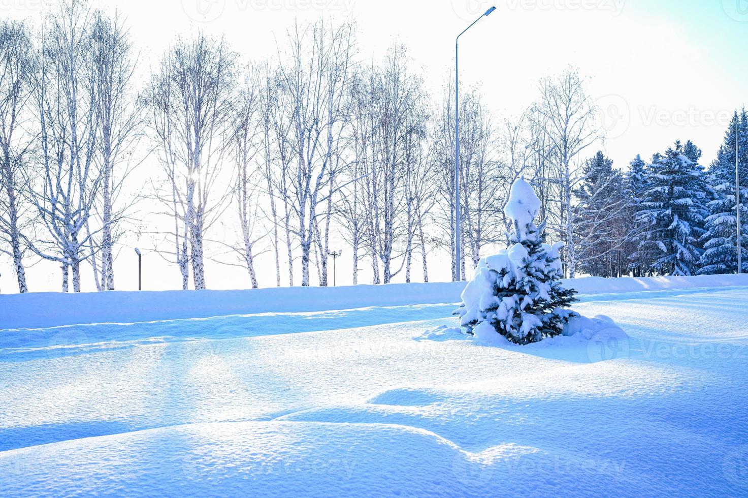 Winter snow-covered Christmas scene with a pine tree. Spruce large branches covered with frost. Calm blurred background of winter time with flakes of snow. photo