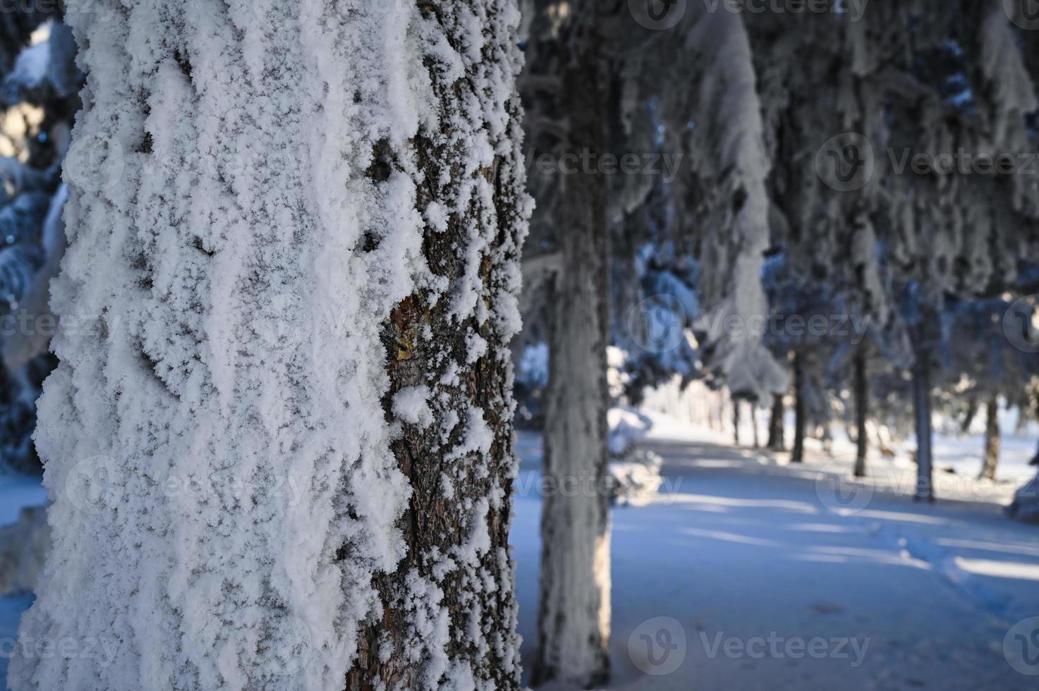 Winter snow-covered Christmas scene with a pine tree. Spruce large branches covered with frost. Calm blurred background of winter time with flakes of snow. photo