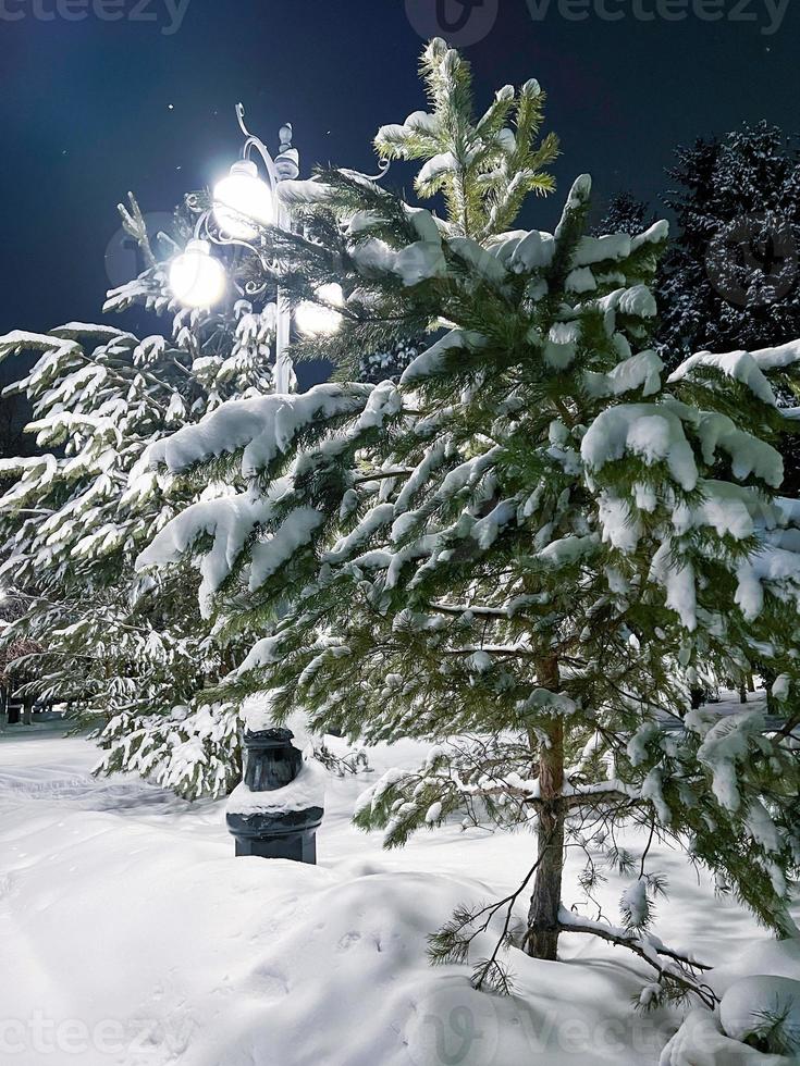 Winter snow-covered Christmas scene with a pine tree. Spruce large branches covered with frost. Calm blurred background of winter time with flakes of snow. photo