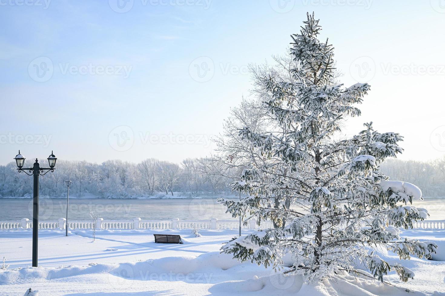 Winter snow-covered Christmas scene with a pine tree. Spruce large branches covered with frost. Calm blurred background of winter time with flakes of snow. photo