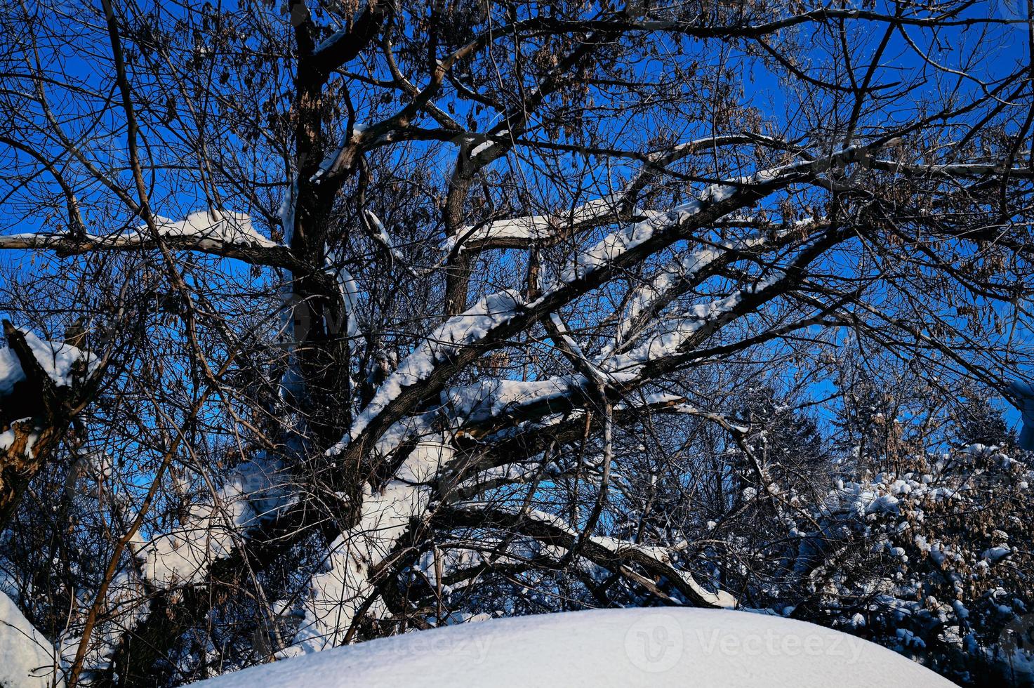 Winter snow-covered Christmas scene with a pine tree. Spruce large branches covered with frost. Calm blurred background of winter time with flakes of snow. photo