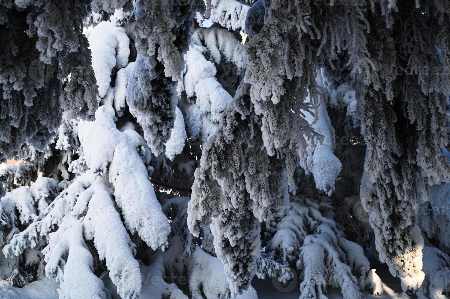 Winter snow-covered Christmas scene with a pine tree. Spruce large branches covered with frost. Calm blurred background of winter time with flakes of snow. photo