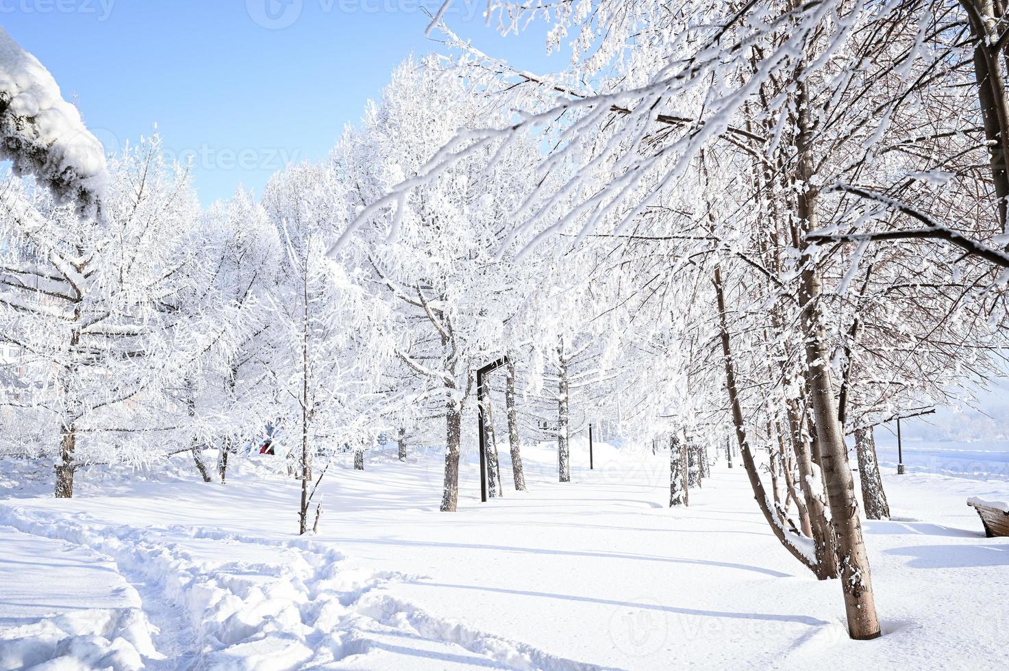 Winter snow-covered Christmas scene with a pine tree. Spruce large branches covered with frost. Calm blurred background of winter time with flakes of snow. photo