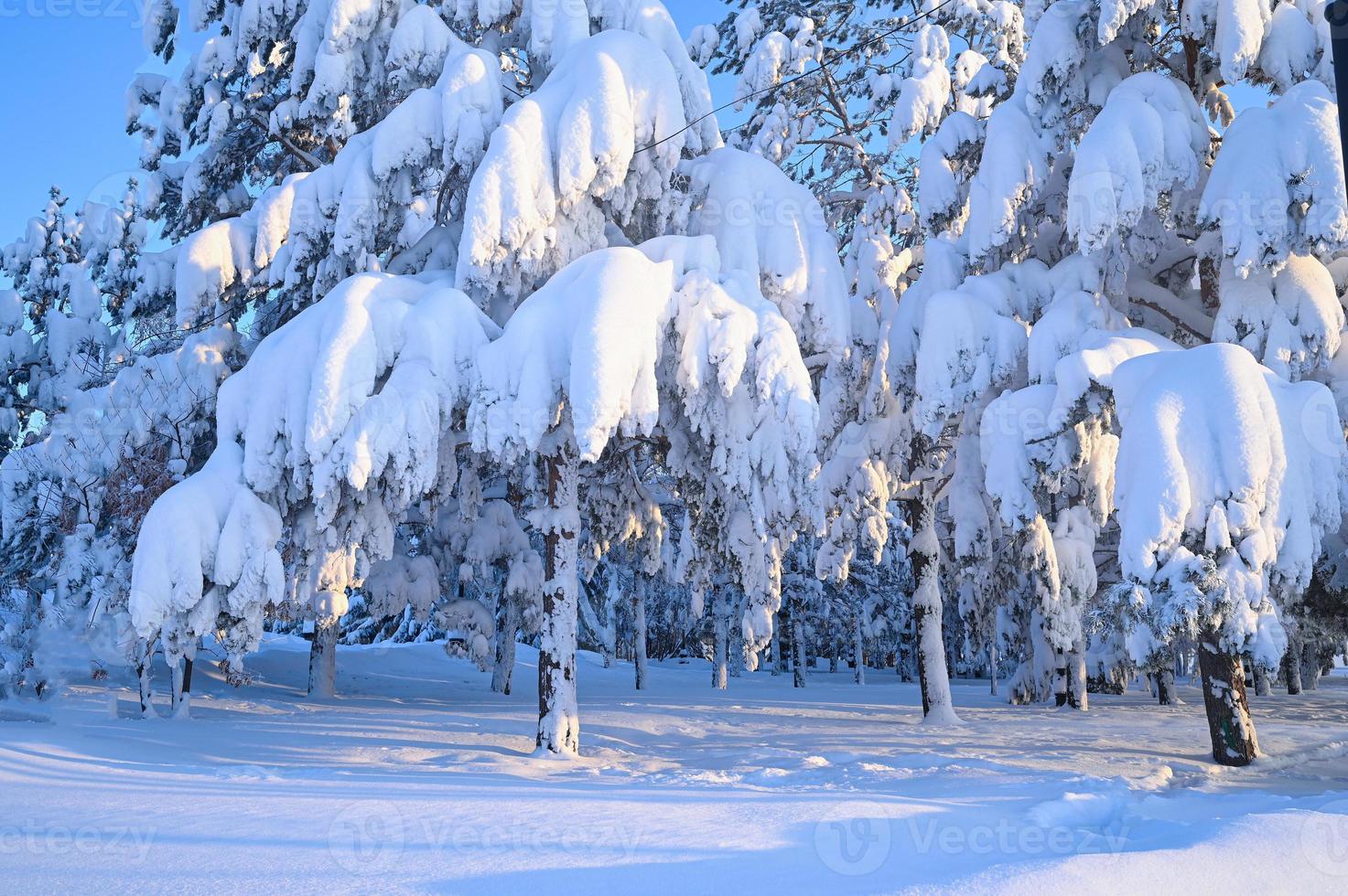 Winter road, Christmas trees in the snow. A track in a winter snow scene. Snowy, evening. photo