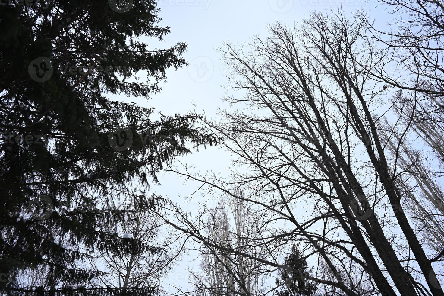 invierno cubierto de nieve Navidad escena con un pino árbol. abeto grande ramas cubierto con escarcha. calma borroso antecedentes de invierno hora con copos de nieve. foto