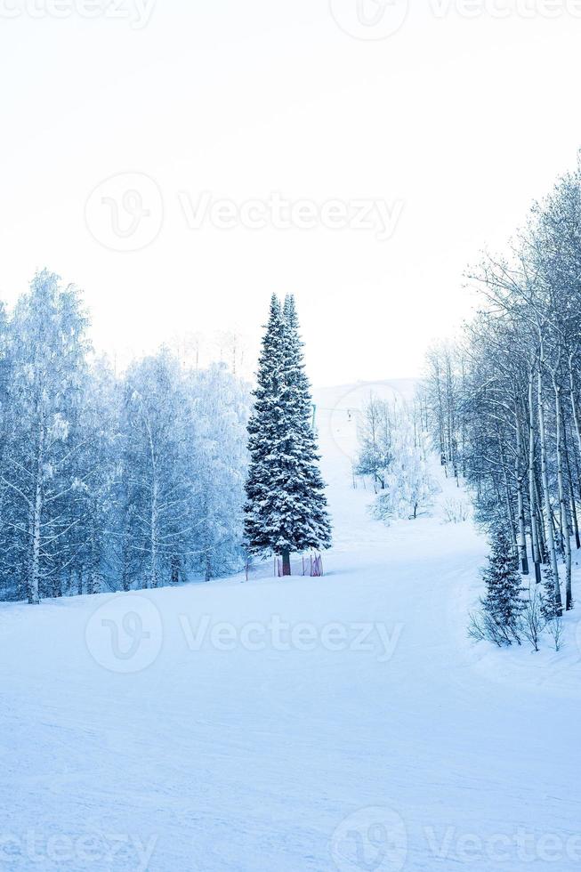 Winter snow-covered Christmas scene with a pine tree. Spruce large branches covered with frost. Calm blurred background of winter time with flakes of snow. photo