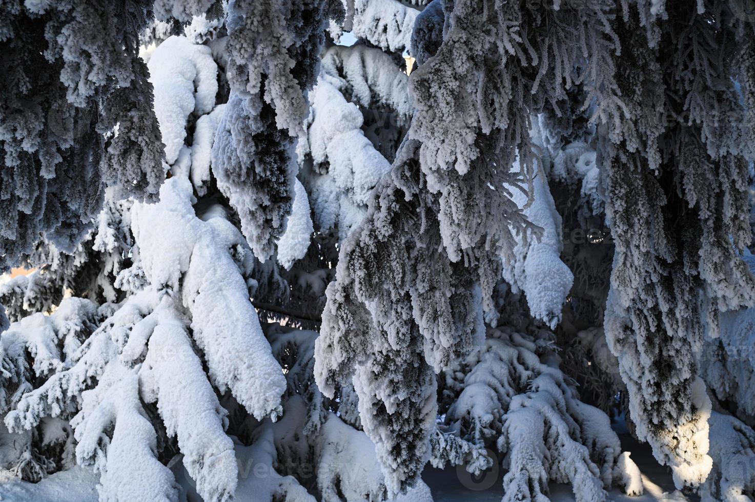 Winter snow-covered Christmas scene with a pine tree. Spruce large branches covered with frost. Calm blurred background of winter time with flakes of snow. photo