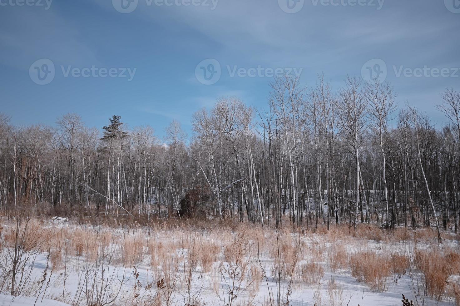 Winter old forest, broken and dry trees and branches. photo