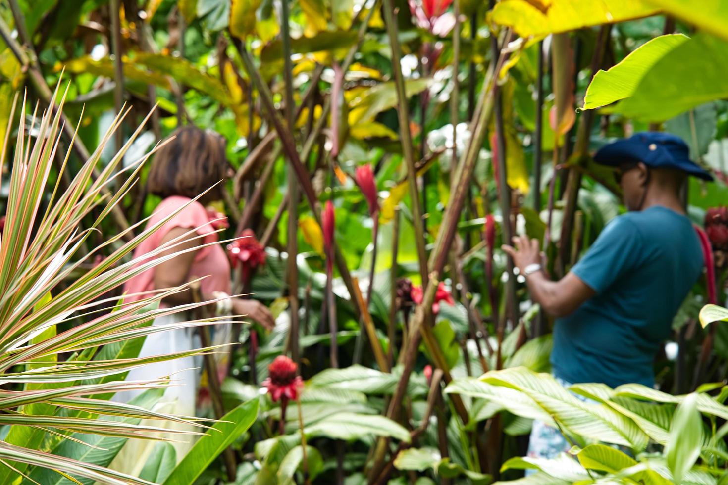 mahe seychelles 11.02.2023 clientela tomando imagen con jengibre antorcha flor a el flor exótico jardinera foto