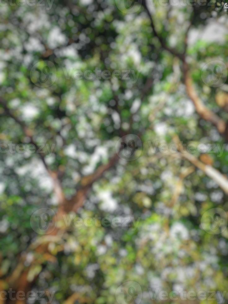 defocused abstract background of big mangoes trees and shade photo