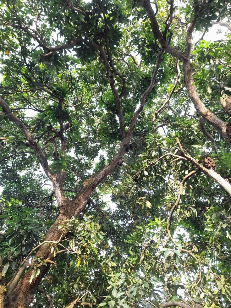 Under the shade of many branches of big and tall tree. photo