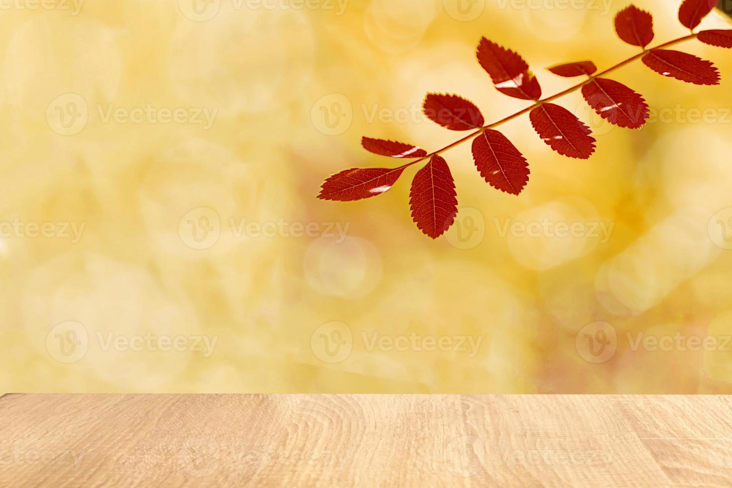 Autumn yellow leaves of ash tree in autumn park. Defocus eco background photo