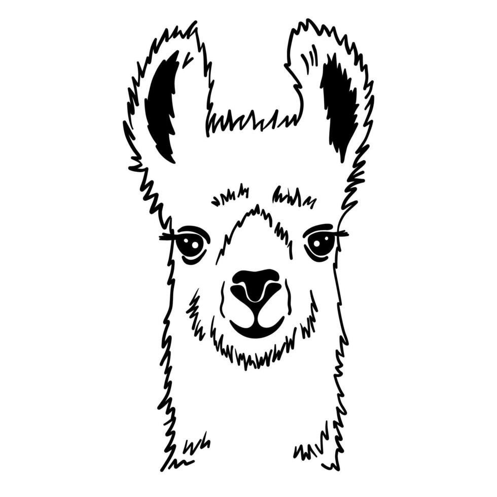 mano dibujado gracioso retrato de llama. negro y blanco dibujo alpaca animal. linda contorno vector ilustración aislado en blanco antecedentes.