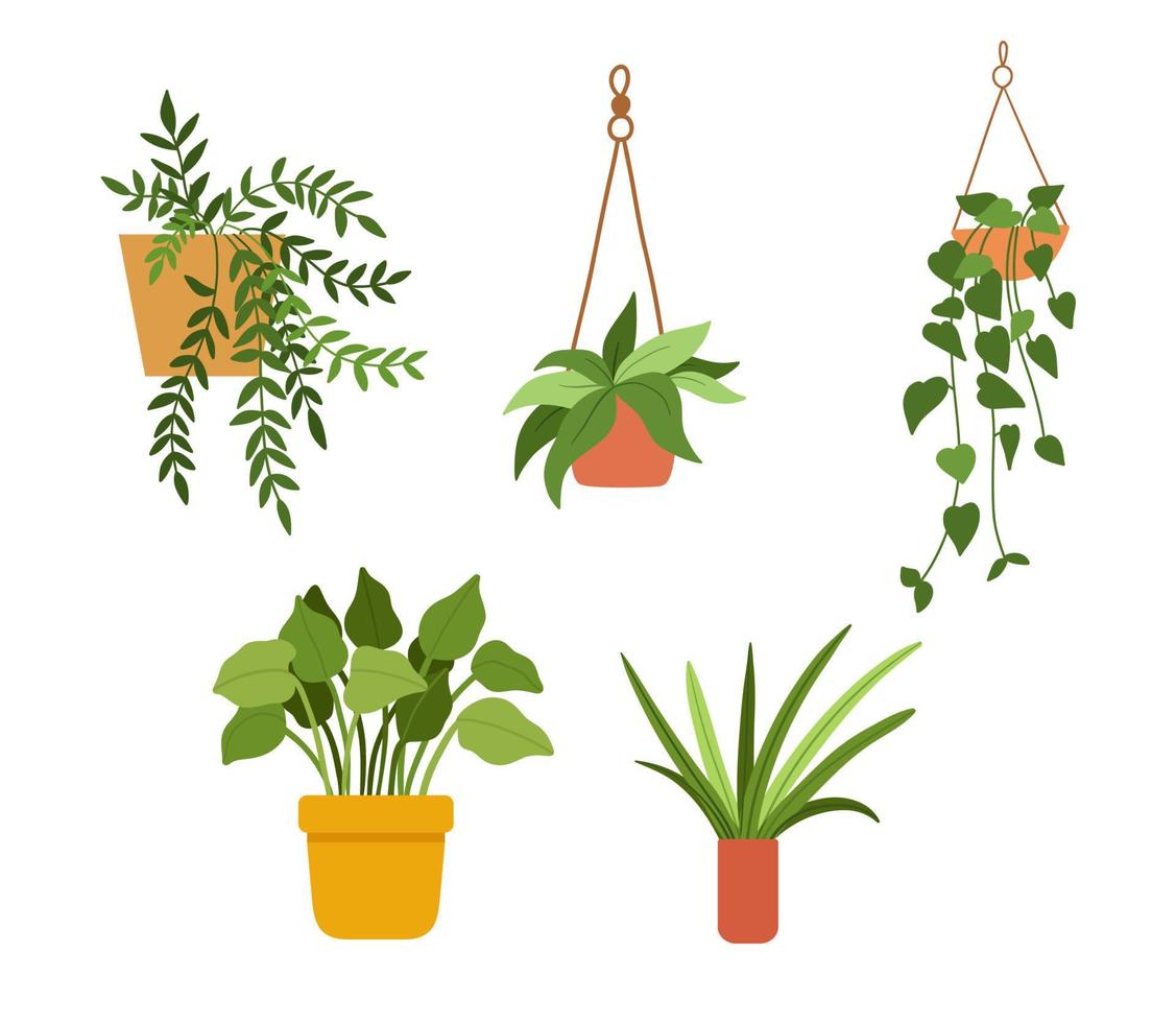 Hand drawn house plants in pots. Set of vector illustrations in flat style isolated on white