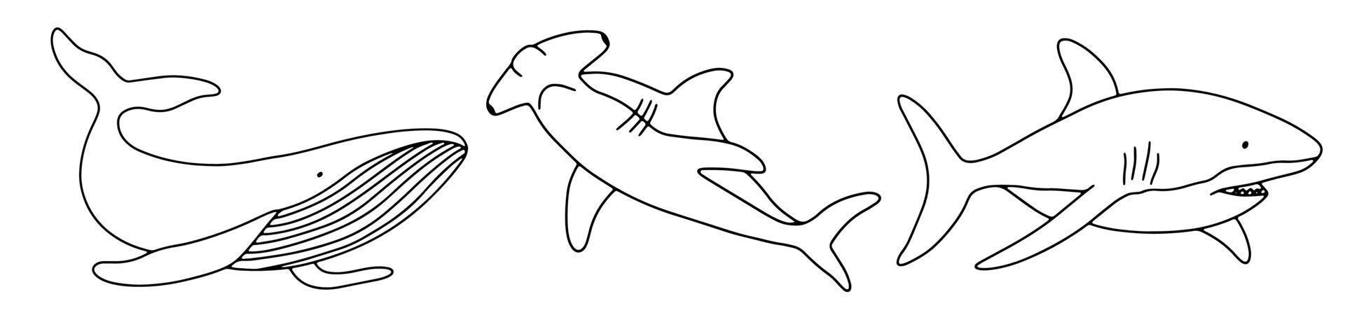 Vector shark and whale isolated on white background. Hand drawn outline doodle illustration ocean or underwater animal for coloring page