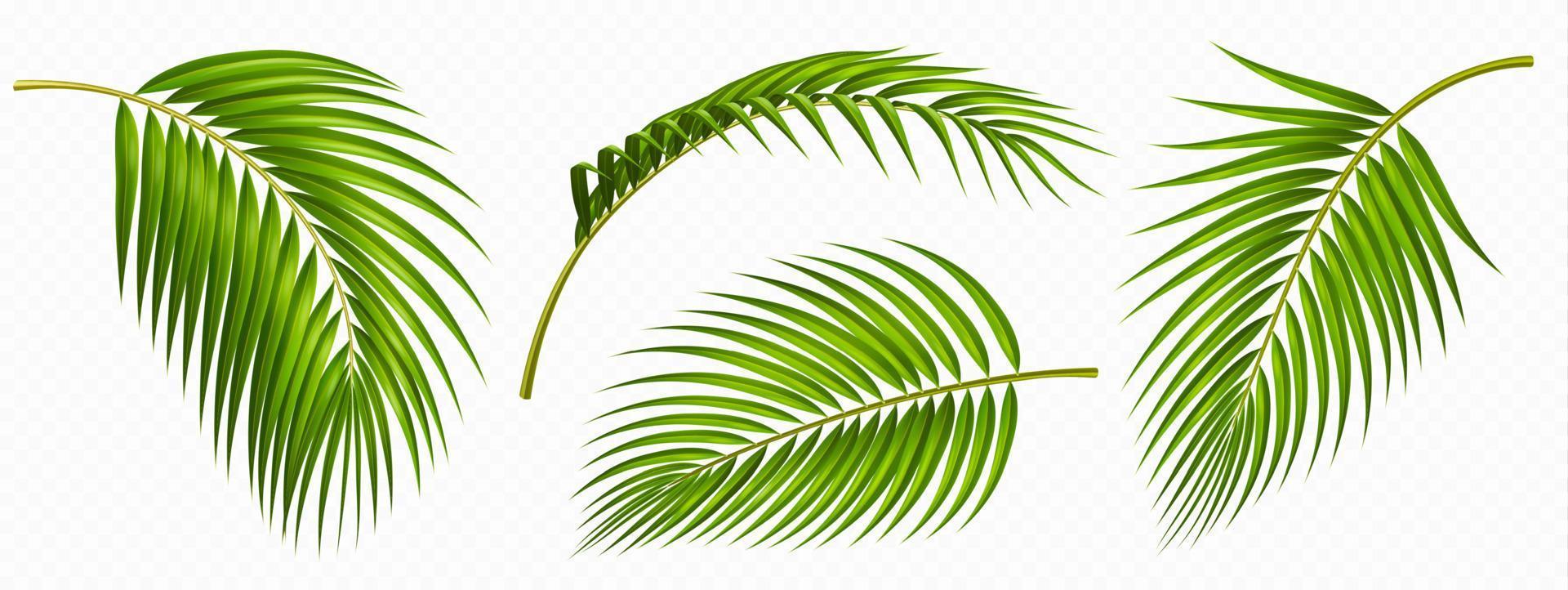 Tropical green palm leaves isolated set vector