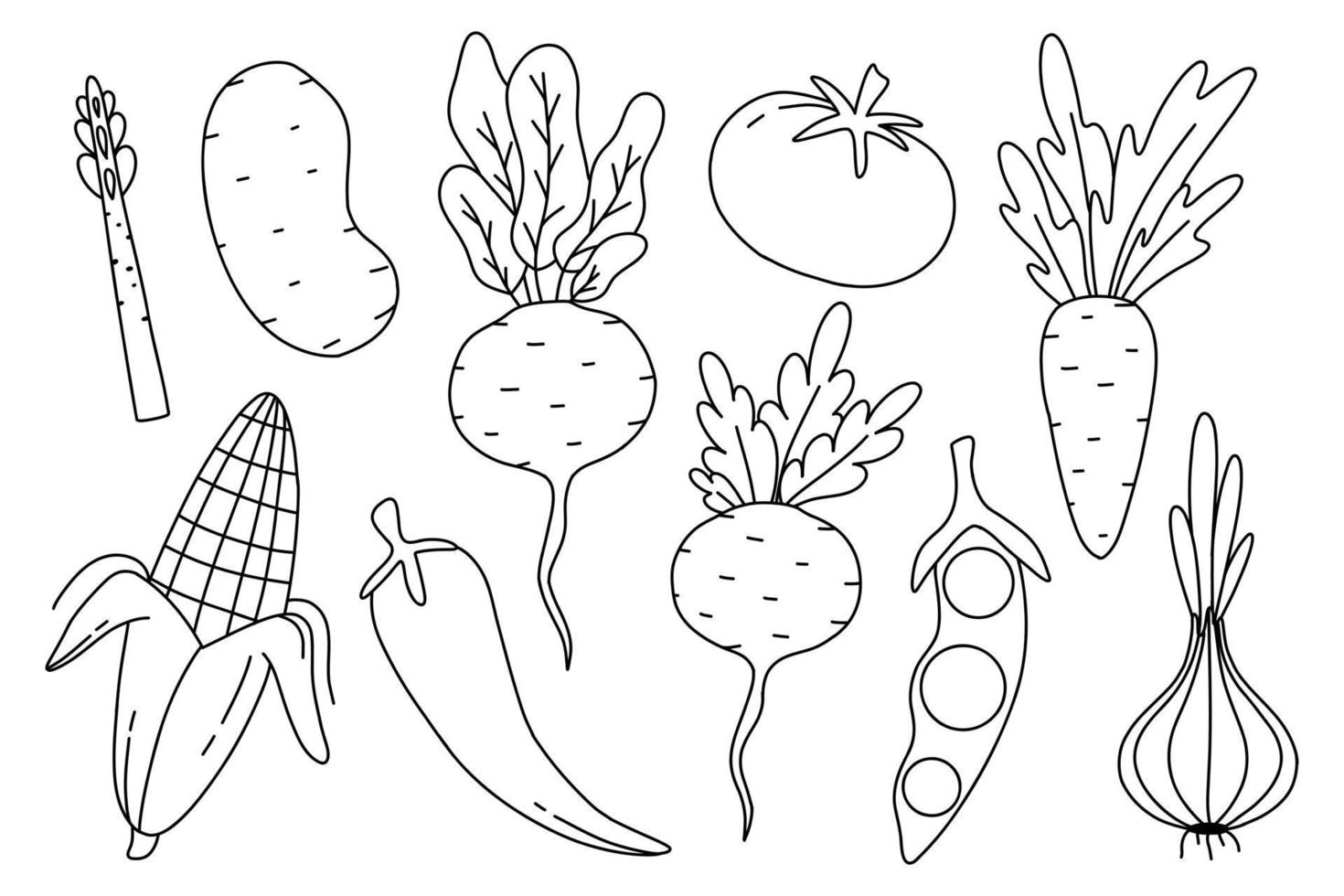 conjunto de raíz cultivos en garabatear estilo. colección de vegetales en un lineal estilo. vector ilustración. cebollas, guisantes, remolachas, nabos, Tomates, maíz. tipos de raíz cultivos.