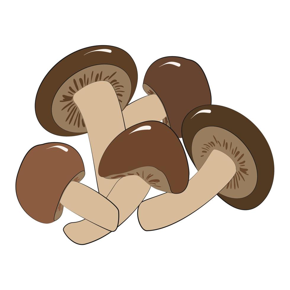 Enoki or shiitake mushrooms are edible Japanese mushrooms-an ingredient for ramen noodle soup. Vector illustration in hand-drawn style on a white background.