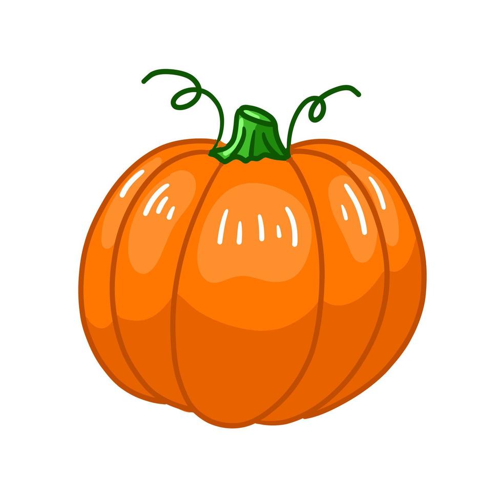 vistoso orgánico calabaza. sano planta para vegetariano o vegano dieta. vector ilustración en garabatear estilo