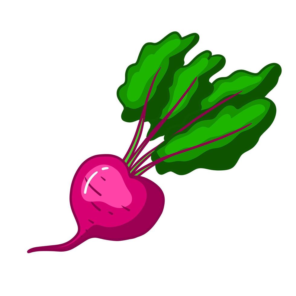 Doodle object of beetroot. Purple vector vegetable. Healthy harvest for vegan and vegetarian.Farm root illustration