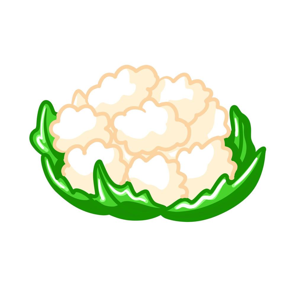 White fresh cauliflower on white background, healthy food, vegetables vector icon. Vitamin diet healthy cabbage for vegan and vegetarian diet. Nature freshness harvest