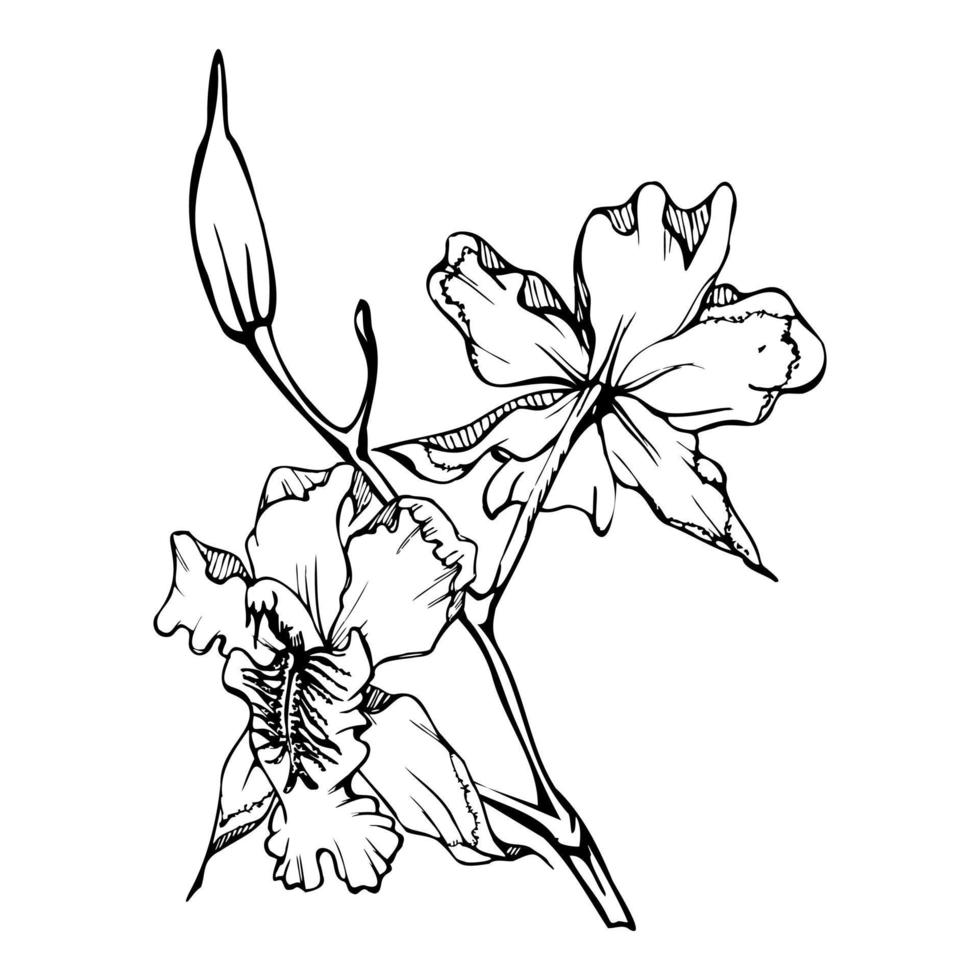 Hand drawn vector ink orchid flowers, stems, leaves, monochrome, detailed outline. Composition with branches. Isolated on white background. Design for wall art, wedding, print, tattoo, cover, card.