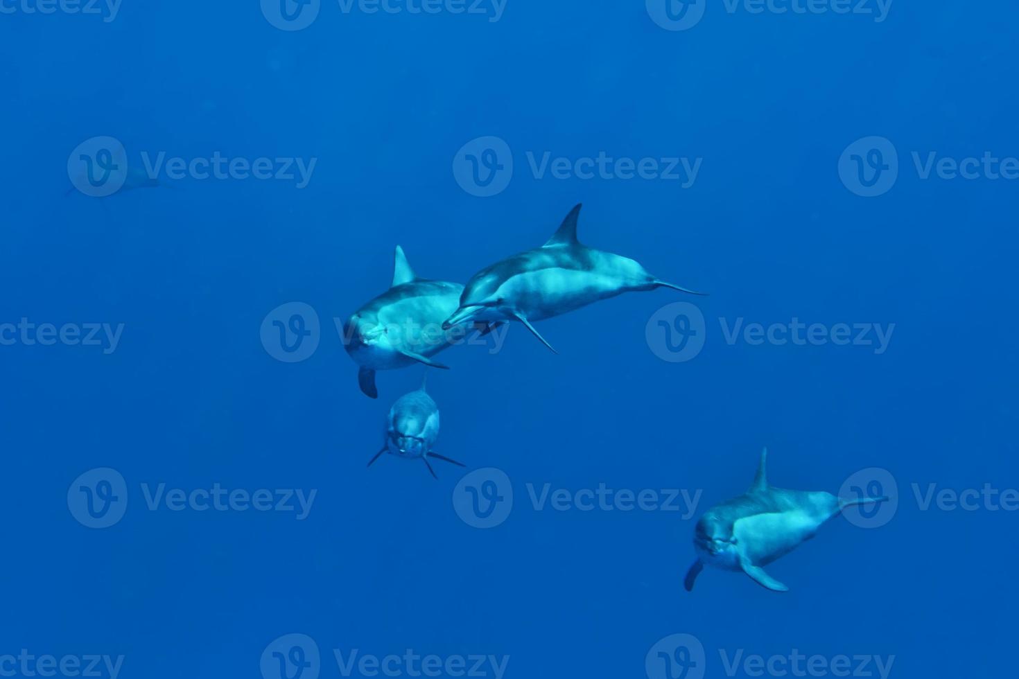 encuentro cercano submarino con delfines foto