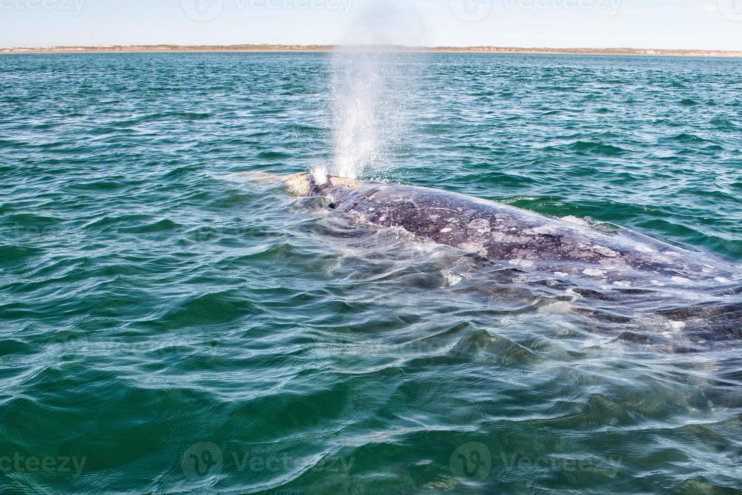 grey whale while blowing for breathing photo