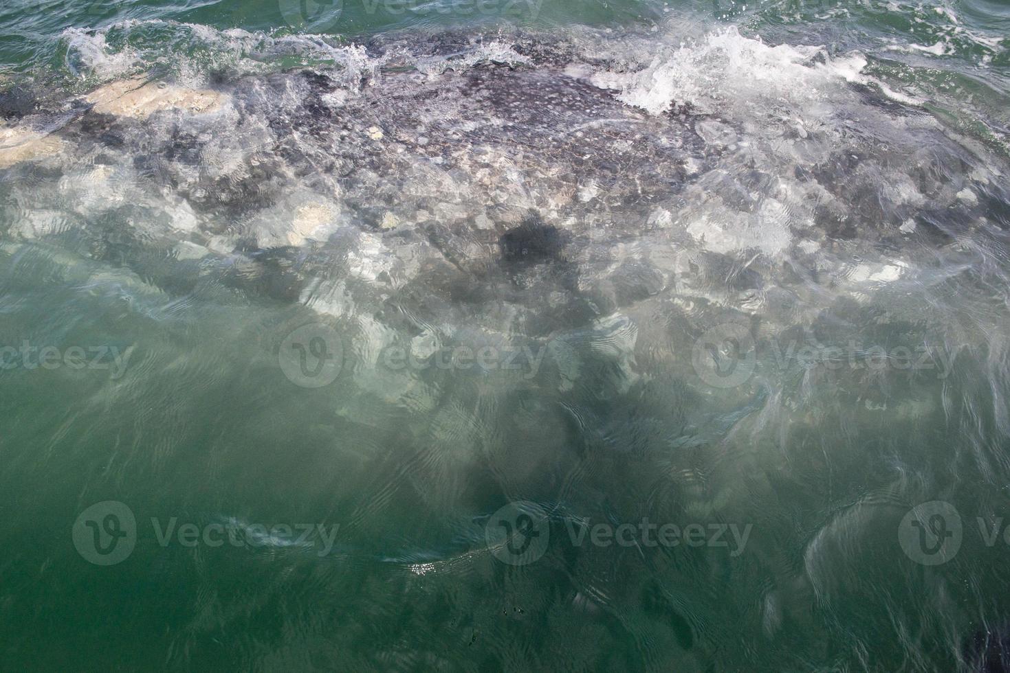 grey whale mother and calf photo