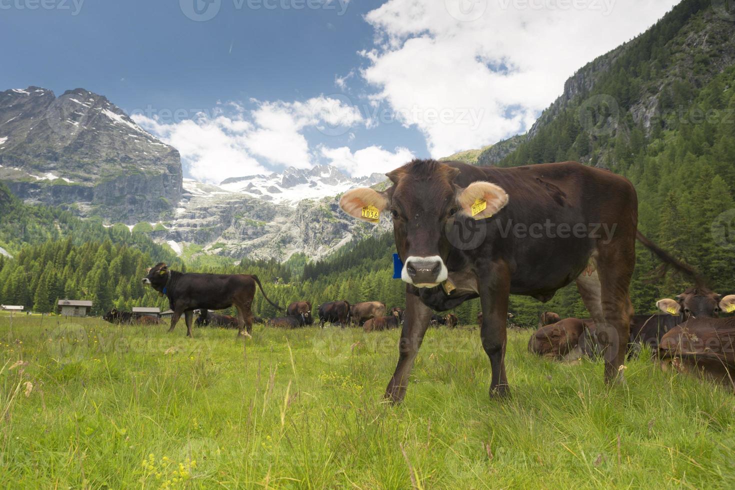 A cow on the mountain background photo