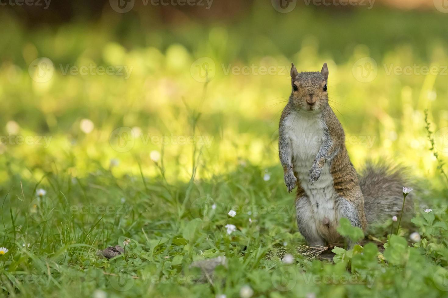 A squirrel looking at you in the green grass and yellow sunny background photo