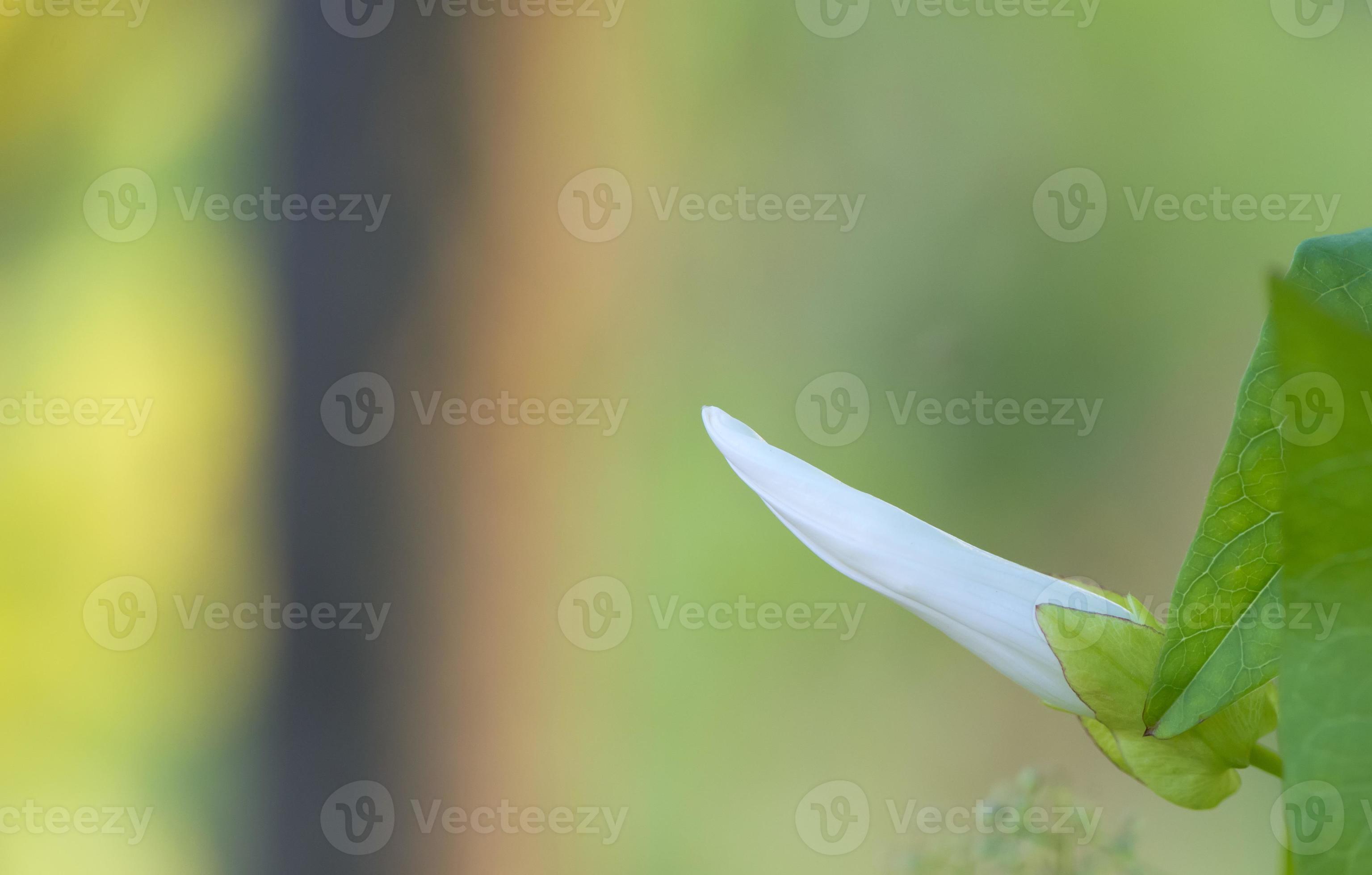 white unopened flower on green background 20162672 Stock Photo at Vecteezy
